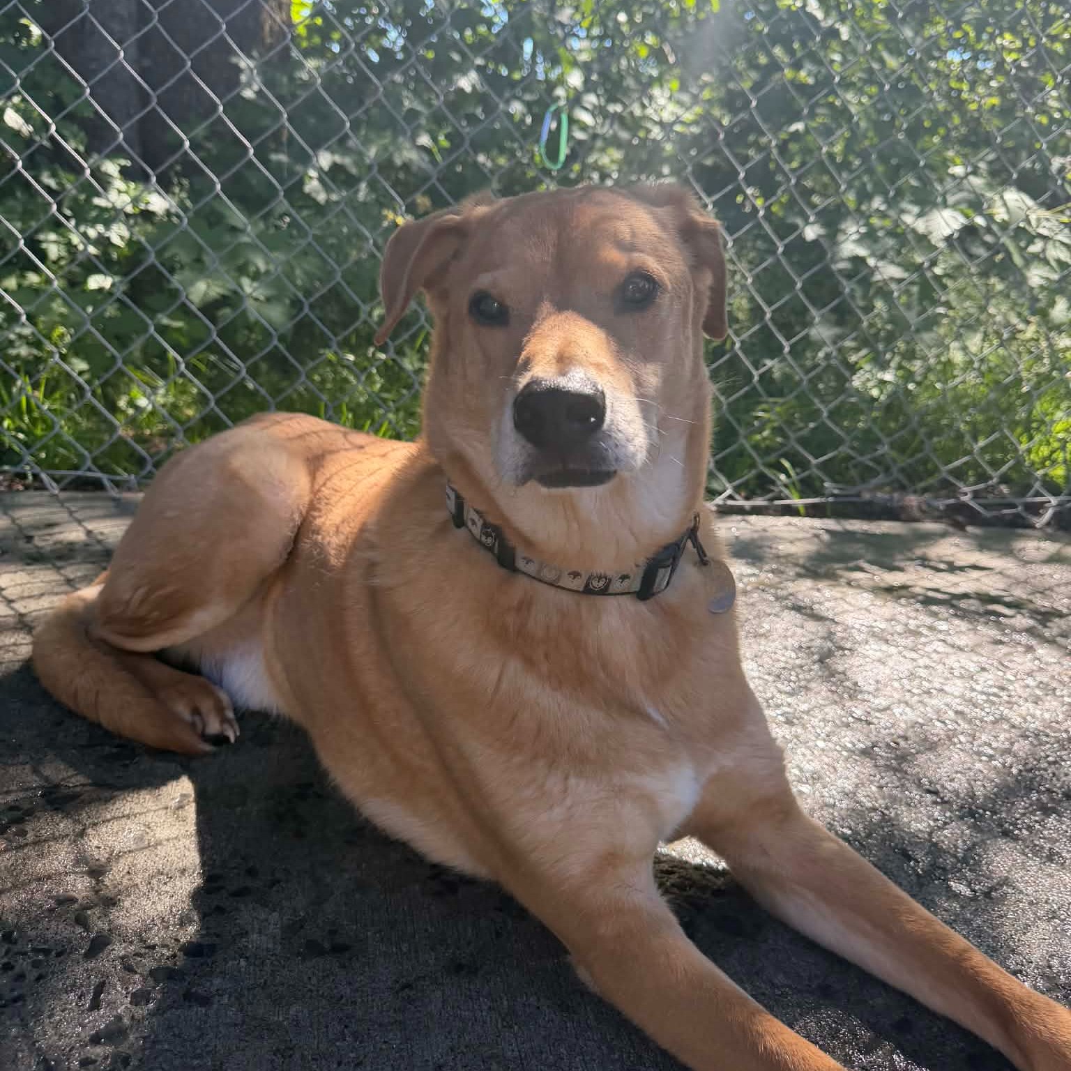 Pet of the week
Roscoe: 10.5 yr old, Lab mix
A handsome senior gentleman with plenty of love left to give! This friendly, social boy enjoys spending time with his people and already knows his basic commands. He still gets excited for a game of fetch and is always happy to join you for some fun. Roscoe seems to do well with other dogs and would likely be a great fit for a home with older children who can enjoy his playful side while respecting his golden years. If you're looking for a loyal, easygoing companion with a heart of gold, Roscoe is ready to be your new best friend.
Adoption Fee: $40
Adoption Application: https://tinyurl.com/hskadoptionapp