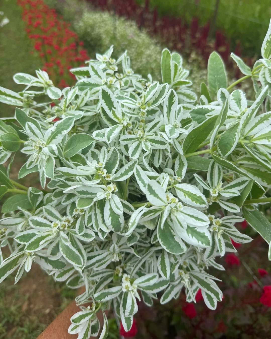 Last week for everyone’s favorite greenery: Snow on the Mountain.
I love mixing this in bouquets especially with the dahlias and lisis! Be sure to get a bouquet this week before it’s gone! 🏔️
The Flower Shack is open every Wednesday, Self-Serve!