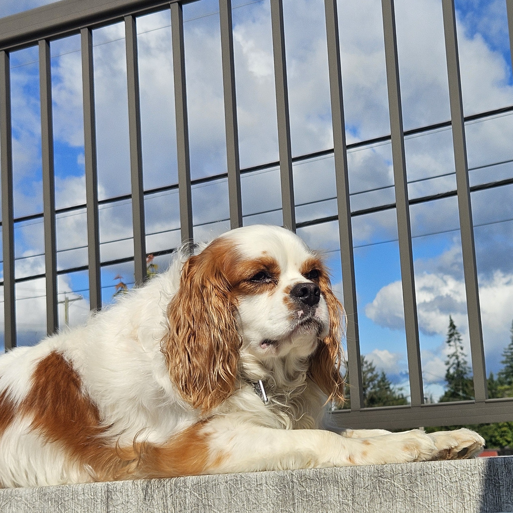 "Update post #(we've lost count) π Yes, we said 'soon' before. Yes, we're saying it again. Even Dexter's tired of waiting. But this time we mean it β we're genuinely not far off now. Thanks for hanging in there with us, it means a lot. π₯"