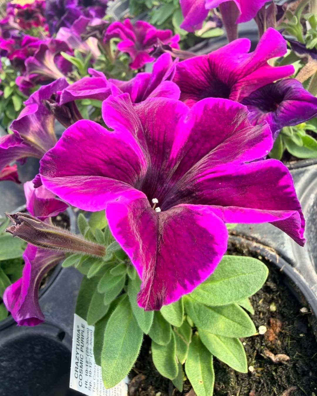 4” Fall Fresh Annuals have arrived! Come visit and start your fall decoration #growbeauty #ohiogreenhouse #FallFlavors #GardenInspiration