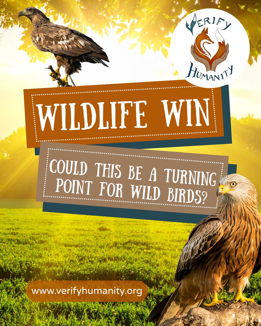 🐦 Wildlife Win for wild birds.
The use of lead in shot and projectiles at outdoor shooting ranges will decrease.
New restrictions on lead in ammunition have been announced by the Department for Environment, Food & Rural Affairs.
The concentrated weight in shotgun shells cannot be equal to or more than 1%. While the concentrated weight of lead in projectiles cannot be more than or equal to 3%.
These adjustments will come into place from 1st April 2029 and 1st April 2028.
The two transition periods have been laid out to give individuals, groups and businesses time to prepare.
But why is this good news for our wildfowl?
7,000 tonnes of lead is left behind in the countryside after ranges have been in use. Wild birds can end up eating these scattered pellets.
🚨This is highly toxic‼️🚨
The absorption of lead in a wildfowl's bloodstream can cause death, which is why up to 100,000 ducks, swans and waders die from lead poisoning annually.
And, 40,000 birds of prey such as red kites and white-tailed eagles are at risk from ingesting lead through carrion.
These changes also expect shooting ranges to record what actions they will be taking to reduce the risk of lead projectiles for:
🦌 Hooved animals
🌾 Grazing animals
🌱 Soil
💧 Water
#Wildlifewins #Wildbirds #toxic #againstwildlifeshooting
Sources: UK REACH restriction on lead in ammunition: outdoor shooting ranges (18 June 2026). Contains public sector information licensed under the Open Government License v3.0, https://www.gov.uk/government/publications/uk-reach-restriction-on-lead-in-ammunition-outdoor-shooting-ranges/uk-reach-restriction-on-lead-in-ammunition-outdoor-shooting-ranges. Toxic lead ammunition banned to protect Britain’s countryside (10 July 2025). Contains public sector information licensed under the Open Government License v3.0, https://www.gov.uk/government/news/toxic-lead-ammunition-banned-to-protect-britains-countryside.