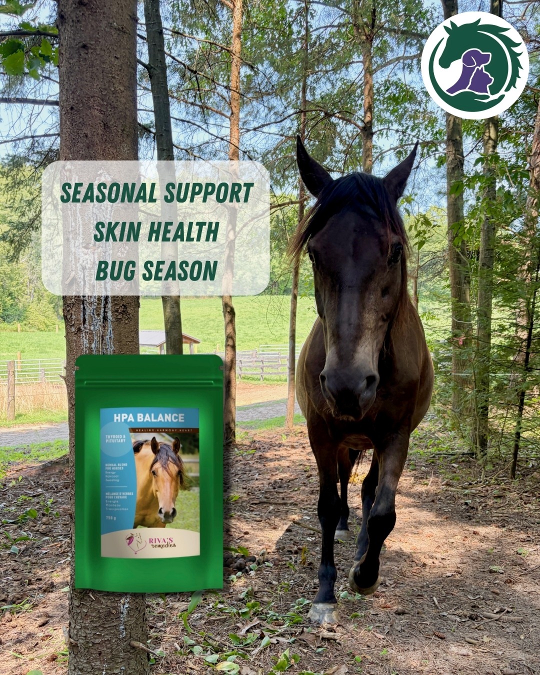 As we move from the heat of summer into cooler nights and changing weather, it’s a good time to support your horse through the seasonal transition.
Riva’s Remedies HPA Balance is formulated to support healthy metabolism, energy levels, and normal thyroid, adrenal, and pituitary function. It can be especially helpful for horses that experience changes in energy, coat, or shedding with the seasons.
Available at HolisticHorseSource.com
Tottenham pickup | Canada-wide shipping
#HorseWellness #EquineWellness #SeasonalSupport #HorseHealth #RivasRemedies