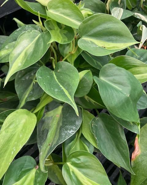 📚 Class is in session, and the assignment is: MORE PLANTS! 🌿
Give your space an instant boost for the new school year. From low-light study companions to statement leafy beauties, we’ve got your home and office greening covered!
✨ BACK TO SCHOOL HOUSEPLANT STOCK-UP ✨
💚 30% OFF ALL Houseplants!
🗓️ Wednesday, 8/12 – Sunday, 8/16
Tag a friend or fellow plant parent who needs a foliage refresh this week! 👇📍
#BackToSchoolShopping #PlantSale #HouseplantCommunity #DormInspo #PlantDecor #30PercentOff