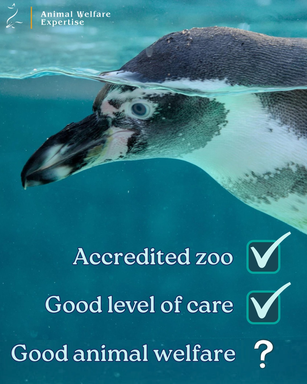 Does accreditation mean that animal welfare is automatically good? And can we use the word “accredited” to separate good zoos from bad ones? It’s a difficult question because accreditation is has driven major improvements, but it can also be misunderstood.
Organisations including AZA, EAZA, BIAZA and WAZA increasingly expect zoos to assess and monitor animal welfare. In AZA and EAZA institutions, welfare assessments are required at least annually for each animal or group. WAZA’s national and regional association members must also have an animal-welfare evaluation process.
This has had positive outcomes: more objective monitoring, greater awareness and more welfare data. However, accreditation is the very start of the welfare conversation, where many more questions should be asked.
Accreditation processes are increasingly doing an excellent job of assessing whether appropriate resources, policies, staffing and management systems are in place. They can also identify common welfare risks or red flags. There are also areas of improvement, and for us a key one is animal habitat evaluation - usually with small minimum space requirements, and little focus on complexity, variability or choice.
But great care is not the same as great welfare. A zoo may have good resources and systems while individual animals or groups still experience frustration, social stress, fear, boredom or other issues.
The phrase “Our quality of care is their quality of life” is partly true: investing better resources into a system makes better outcomes more likely. Accreditation therefore indicates a good standard of care and participation in a peer-reviewed community.
So, accreditation may make good welfare more likely than in an unaccredited zoo, but doesn’t guarantee it. We've visited accredited zoos where we think animals were experiencing more negative states than positive ones. Meaningful welfare conclusions require ongoing, animal-based monitoring over time.
AWE supports zoos in developing internal assessments and we also conduct independent third-party assessments. Get in touch here or via our website to discuss options for your zoo.