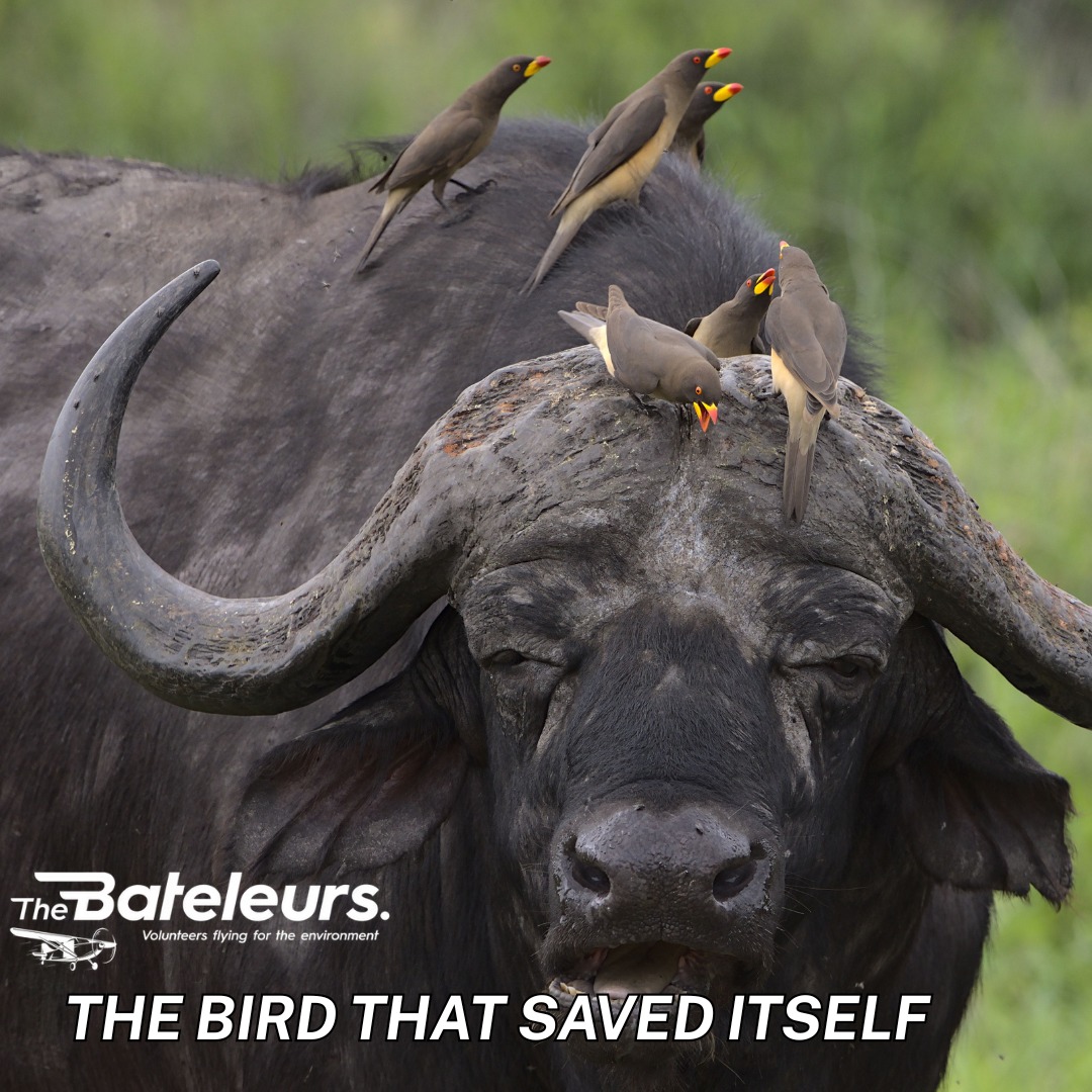 The Red-Billed Oxpecker was once declining rapidly across southern Africa, shot by farmers who blamed them for keeping wounds open on livestock.
The Bateleurs flew relocation missions that moved oxpecker populations to protected areas and wildlife-friendly farmland. Combined with farmer education campaigns, it worked. The species was removed from the threatened species list.
One mission. One species. One story worth telling.
This is what conservation from the air can achieve.
🔗 bateleurs.org
#RedBilledOxpecker #Oxpecker #ConservationSuccess #TheBateleurs #ImpactStory #SouthAfrica #WildlifeConservation #VolunteersFlying