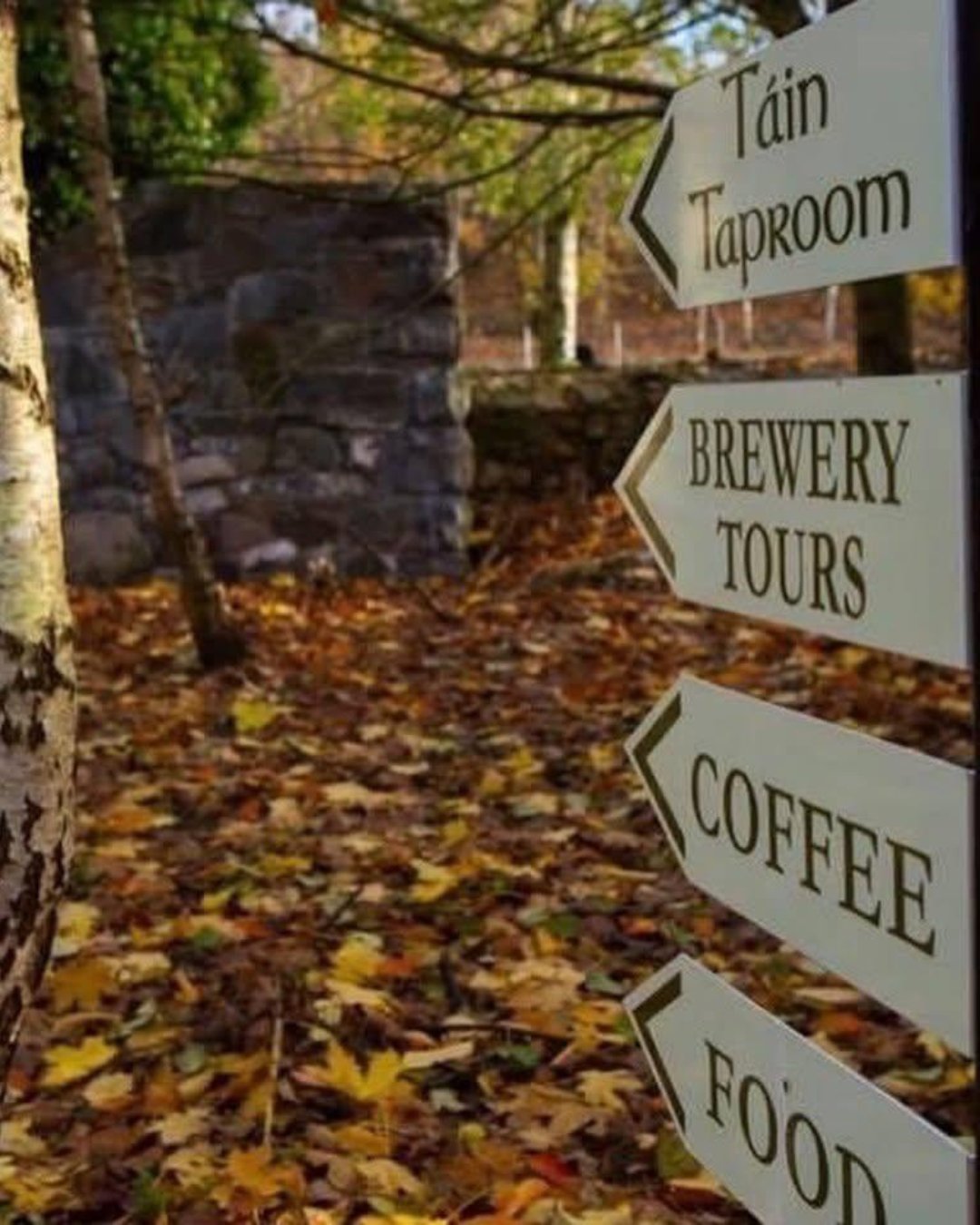 Tucked away in a leafy woodland setting on the Cooley Peninsula, you'll find @carlingfordbrewing
Carlingford Brewing Company is a small, independent craft brewery with big stories to tell. Enjoy one of their guided tours, where you'll learn about the legend of Donn Cúailnge (the Brown Bull of Cooley) and discover the Carlingford landmarks that inspired their beers.
Stay on for wood-fired pizza, craft beer straight from the source and maybe a cocktail or two on the heated terrace, blankets included. Live DJ sets light up the terrace on summer Saturdays. The old mill has also become a favourite spot for weddings and events, set against the woodland backdrop that makes the location so special. ✨
📍 Link in bio
#VisitLouth #KeepDiscovering #ThingsToDo #BreweryTour