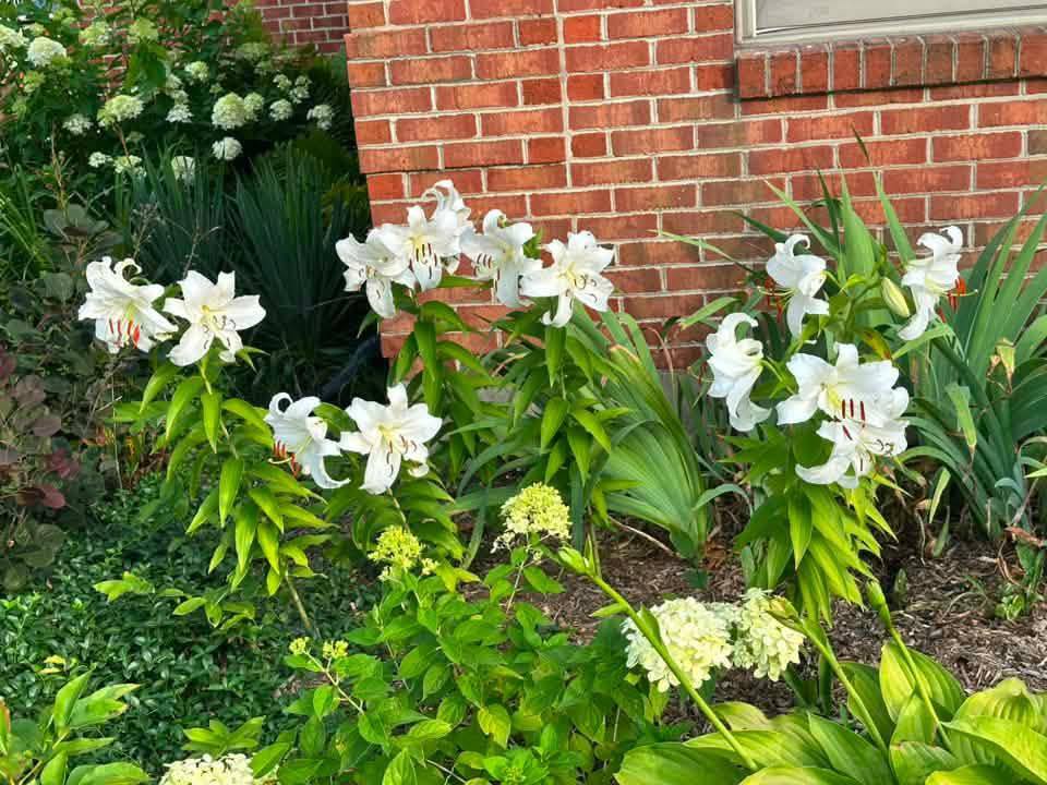 Battle of the Blooms:
Have you entered your pictures yet? You could win $100 per category and an additional $100 for greatest overall votes!
Head over to the website and add yours before August 16
https://www.stockslagers.com/contestentry