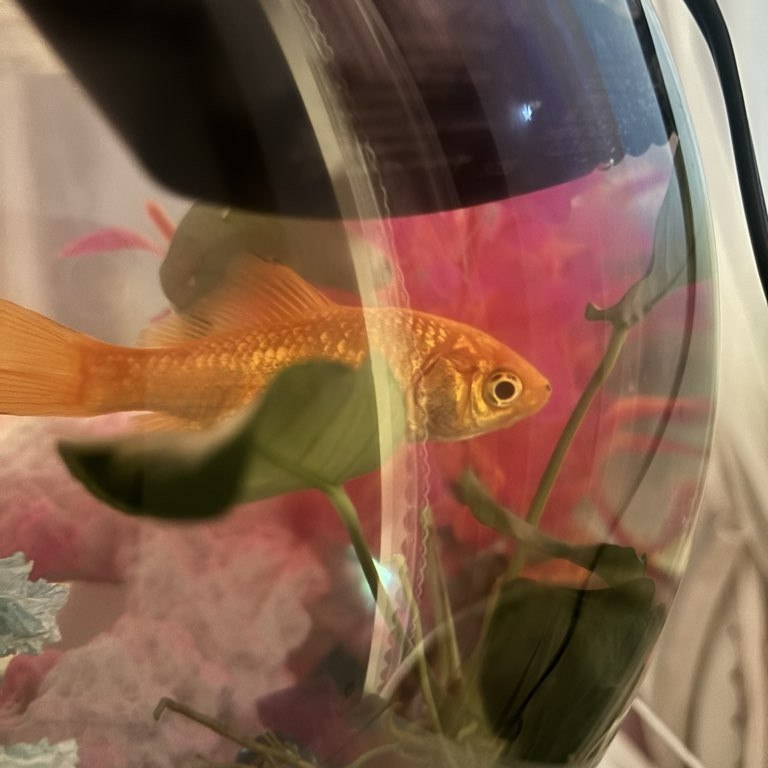 You see a lot of cats and dogs on our posts but we watch all sorts of animals. And this stunning goldfish, well I bet you'll never guess their name! It's Goldie! And Goldie is serving up the gold standard of good looks. Do you have a fish or multiples?? Do you name them all? 💛 ✨🐟
Need some help exercising your dog🐶, or do you have a pet that needs to be checked in on, let outside, or fed🐱? Give us a call, email, or message to schedule a meet and greet today!🐰
.
.
.
#optoutside #chickens #newadventure #catsofmissoula #AllAroundAdventures #petsitting #PetCare #PetSitting #allaroundadventures #dogwalker #dogsofmissoula #montana #dogsofinstaworld #canine #missoula