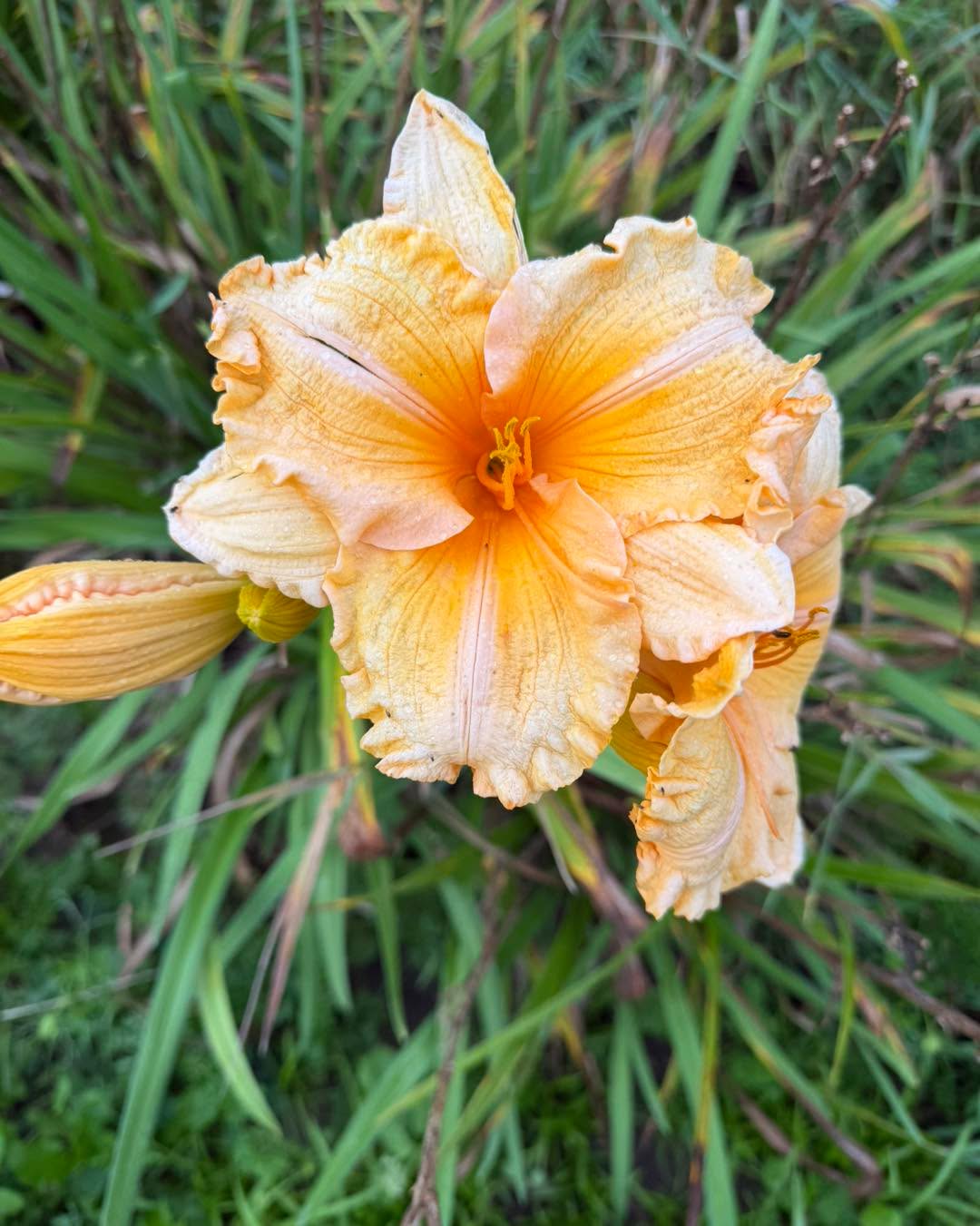 Today’s Bloomin’ Fave: Orange Velvet
Post Flood!
#daylilyconnectionday #daylilyconnection2025 #daylily #daylilylove #daylilylife #daylilyseason #daylilygarden #daylilyflower #daylilyoftheday #rushcountyindiana #indianadaylilyirissociety #indianadaylily #rushvilleindiana