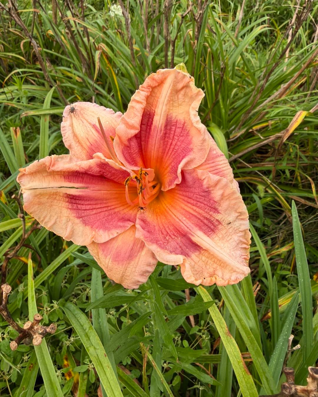 Today’s Blooming Fave: Paige’s Piñata
This was taken after the flood waters went down. About 50% of our Daylilies were under water but they seem fine. Even the babies we recently planted and re-planted continue to have new growth. Bless.
#daylilyconnectionday #daylilyconnection2025 #daylily #daylilylove #daylilylife #daylilyseason #daylilygarden #daylilyflower #daylilyoftheday #rushcountyindiana #rushcounty #indianadaylilyirissociety #indianadaylily #rushvilleindiana