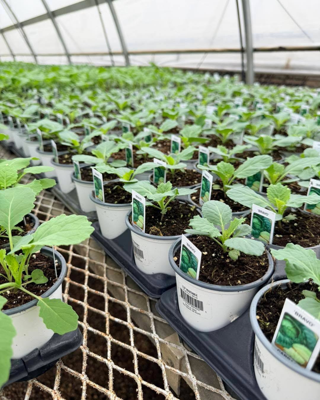 It may be too hot to think this far ahead but we have you covered! Cole crops are in the greenhouse ready for planting! #firstsignsoffall #colecrops