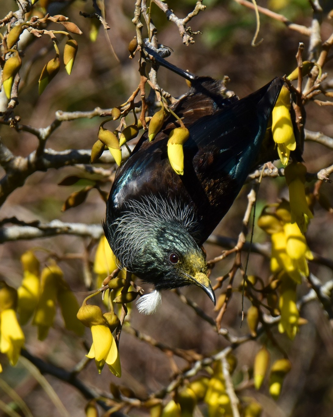 From towering Kahikatea and tiny spider orchids to cheerful Kōwhai, busy birds, sweet Kiekie fruit and mirror-like river reflections, there’s always something fun to spot on our Waitangiroto Rainforest Nature Tour...
You never know what you’ll see around the next corner! 👀🌿
📍 Waitangiroto Nature Reserve, Whataroa, South Westland, New Zealand
#rainforestnaturetour #waitangirotonaturereserve #whataroa #southwestland #southislandnz #westcoastnz #nzwildlife #naturenz #nzbirds #kowhai #spiderorchid #reflections #kiekie #tui #nzbirds #birdsnz #naturetours #nznature #rainforerestnz