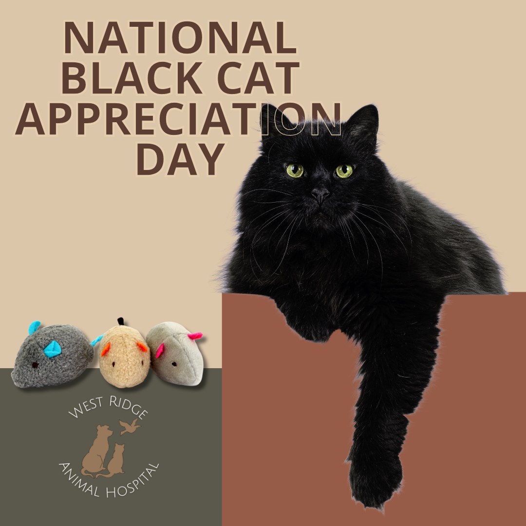 National Black Cat Appreciation Day 🖤
Don't let old superstitions fool you—black cats are pure magic! 🖤 Happy National Black Cat Appreciation Day! Black cats often take longer to get adopted in shelters, but they bring so much love, luck, and purrs to any home. Show off your gorgeous house panthers in the comments below! 🐈⬛✨
#NationalBlackCatAppreciationDay #BlackCatMagic #HousePanther #CatLovers #WestRidgeAnimalHospital #GreeleyCats