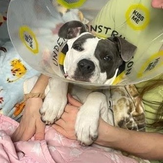 🐾 Meet Aslan! ❤️
At just 5 months old, this sweet Pittie puppy found himself in trouble after swallowing a sock! Aslan was brought in after vomiting and being unable to defecate, and he needed emergency surgery to remove the foreign object.
Thankfully, Aslan did wonderfully through surgery and is recovering well. His family is thrilled to have their playful, snack-loving puppy back—and they’ll definitely be keeping a closer eye on those socks! 🧦🐶💕
#SFAfA #SanFranciscoAidForAnimals #VeterinaryCare #ForeignBody #PetRecovery #AnimalsInNeed