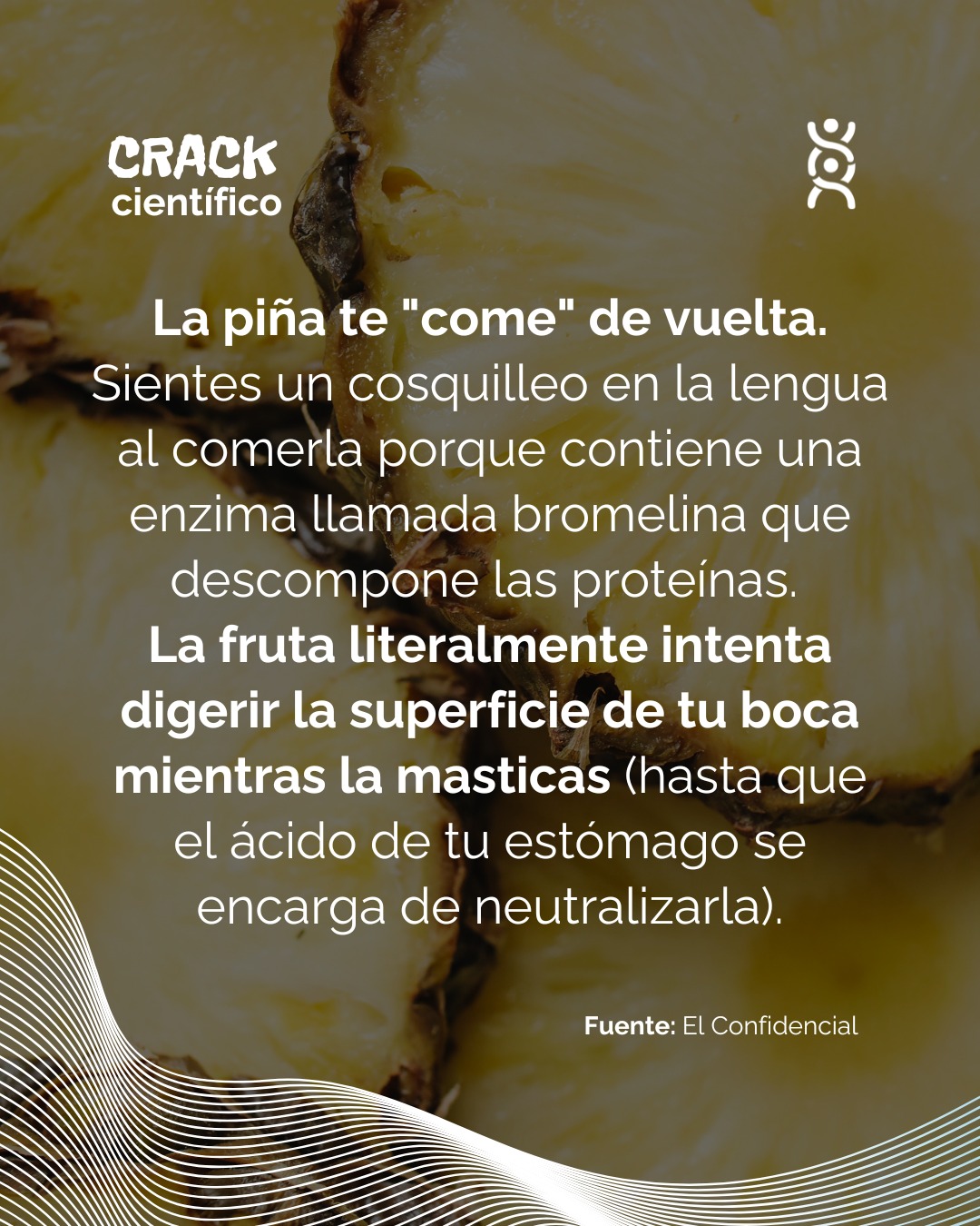 Ahora entiendes por qué la piña no es solo adorno en los tacos al pastor... 🌮🍍
Además de equilibrar el sabor de la grasa con su acidez, esta fruta ayuda a tu estómago a descomponer las proteínas de la carne mucho más rápido, haciéndote la digestión más ligera.
¿Eres del equipo que le quita la piña al taco o pides doble? 👀
#CrackCientífico #CienciaCuriosa #DatosCuriosos #Biología #CienciaEnEspañol #Bromelina #DatoCurioso
