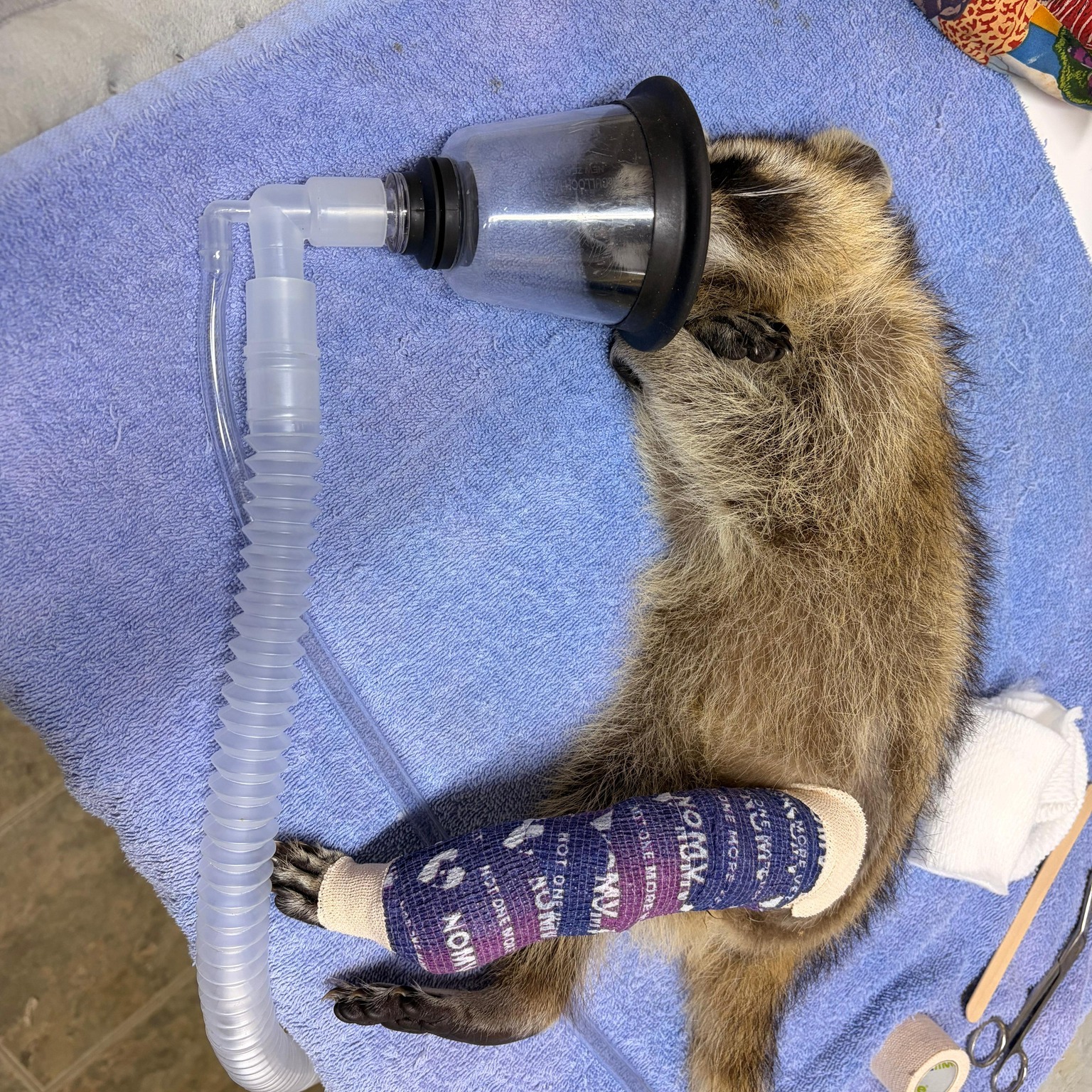One of our tiny patients is recovering from a fractured tibia and fibula after suffering a bite near the ankle. Because the fracture is so close to a joint, there was a serious risk that healing could permanently limit her movement.
Two weeks into treatment, we have encouraging news: the joint still has full mobility.
Once her splint is removed, our medical team will evaluate how well she can use the limb and begin physical therapy to rebuild her strength. If recovery moves quickly, she may still be released this fall. Otherwise, she will spend the winter healing with us.
Either way, we’ll give her all the time and care she needs.
Read more in The Wild Word on our website—or sign up for our emails so you never miss a patient update!
Link inBio!
Donate for a cast for her!
🦝Venmo:carolinaconservation
🦝paypal.me/carolinaconservation
🦝www.carolinaconservation.org/donate