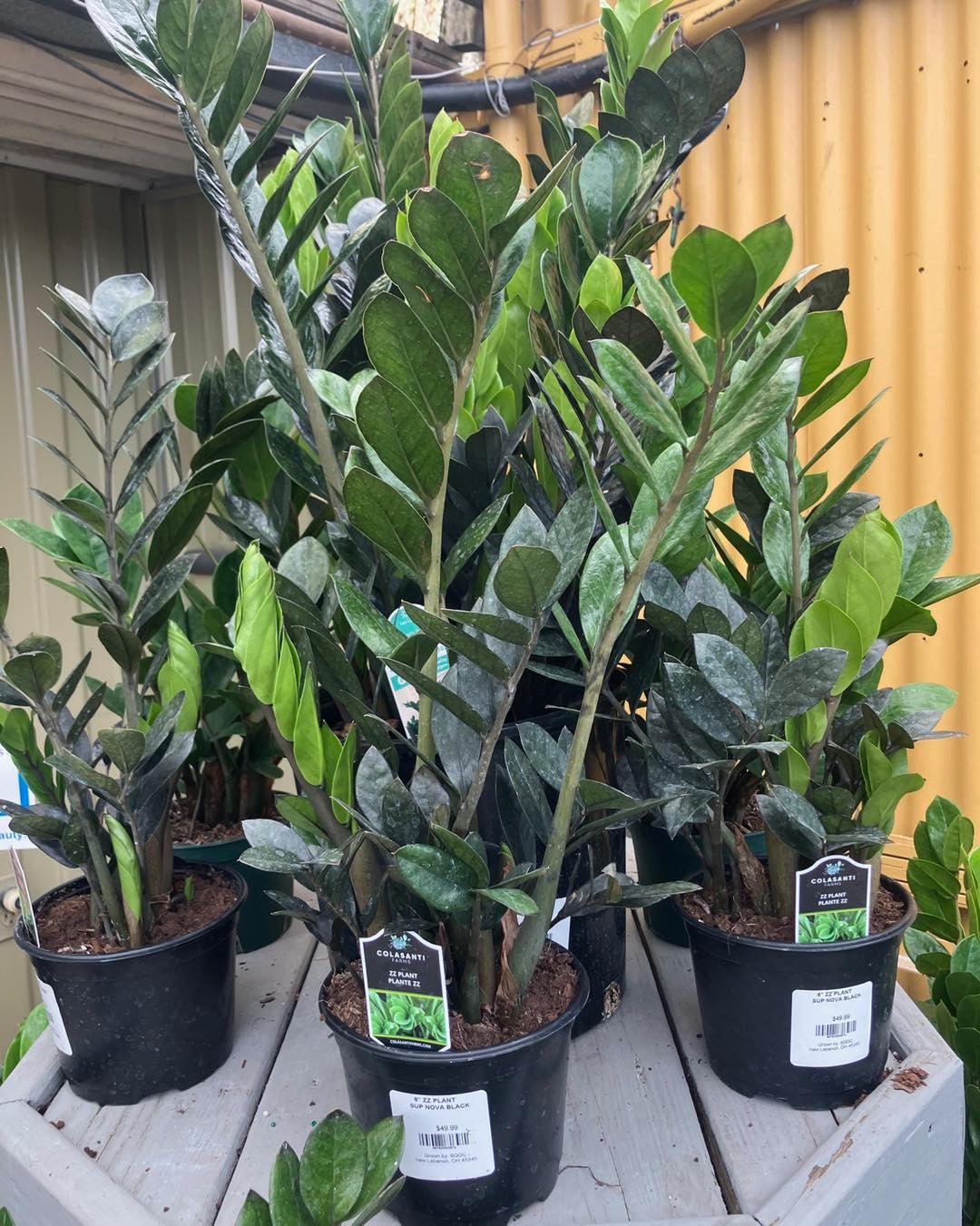 You asked and we provided!! The houseplant sale has been extended through August 23! 30% off of any houseplant and we have some beauties!! Come in and take yours home today! #growbeauty #plantlove