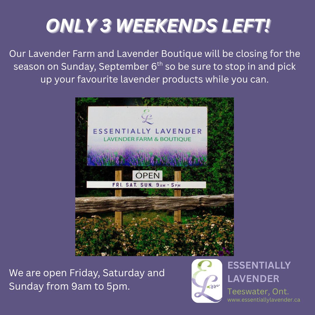 It is hard to believe, but the lavender farm and boutique will be closing for the season on Sunday, September 6th so there are only 3 weekends left to stop by and pick up your favourite lavender products, indulge in some delicious lavender ice cream and visit with our friendly cats and alpaca friends.
#lavenderfarm #cats #alpaca #naturallavenderproducts #teeswater #visitsouthbruce #explorethebruce #wingham #lucknow #walkerton #kincardine