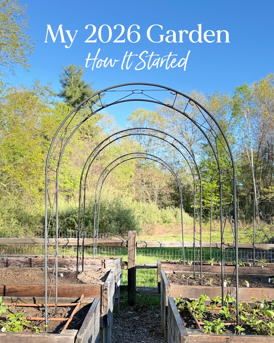 From these tiny plants to this! 🌱🥕 One of my favorite parts of gardening is seeing the entire process unfold. I get to start with a seed, put in the work, and eventually harvest vegetables that I can feed to my family.
It takes time and plenty of patience, but knowing exactly what went into the food on our table makes it so rewarding. ❤️ Follow along for more gardening tips and updates!
#Garden #Organic #Mom #Gardening #Tips