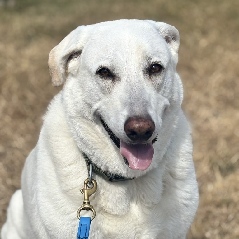 Cara loves her midday walks with the sun shining on her face. She is always smiling for the camera. Cara is one of the calmest and sweetest pets we see on a daily basis. She is always excited to see us no matter what. We love that we get to be a part of the Cara club!😁🐶✨
.
.
.
Need some help excersing your dog🐶, or do you have a pet that needs to be checked in on, let outside, or fed? Give us a call, email or message to schedule a meet and greet today!🐠🐰🐱
#newadventure #AllAroundAdventures #chickens #petsitting #optoutside #PetCare #PetSitting #dogwalker #dogsofmissoula #montana #dogsofinstaworld #missoula #canine
