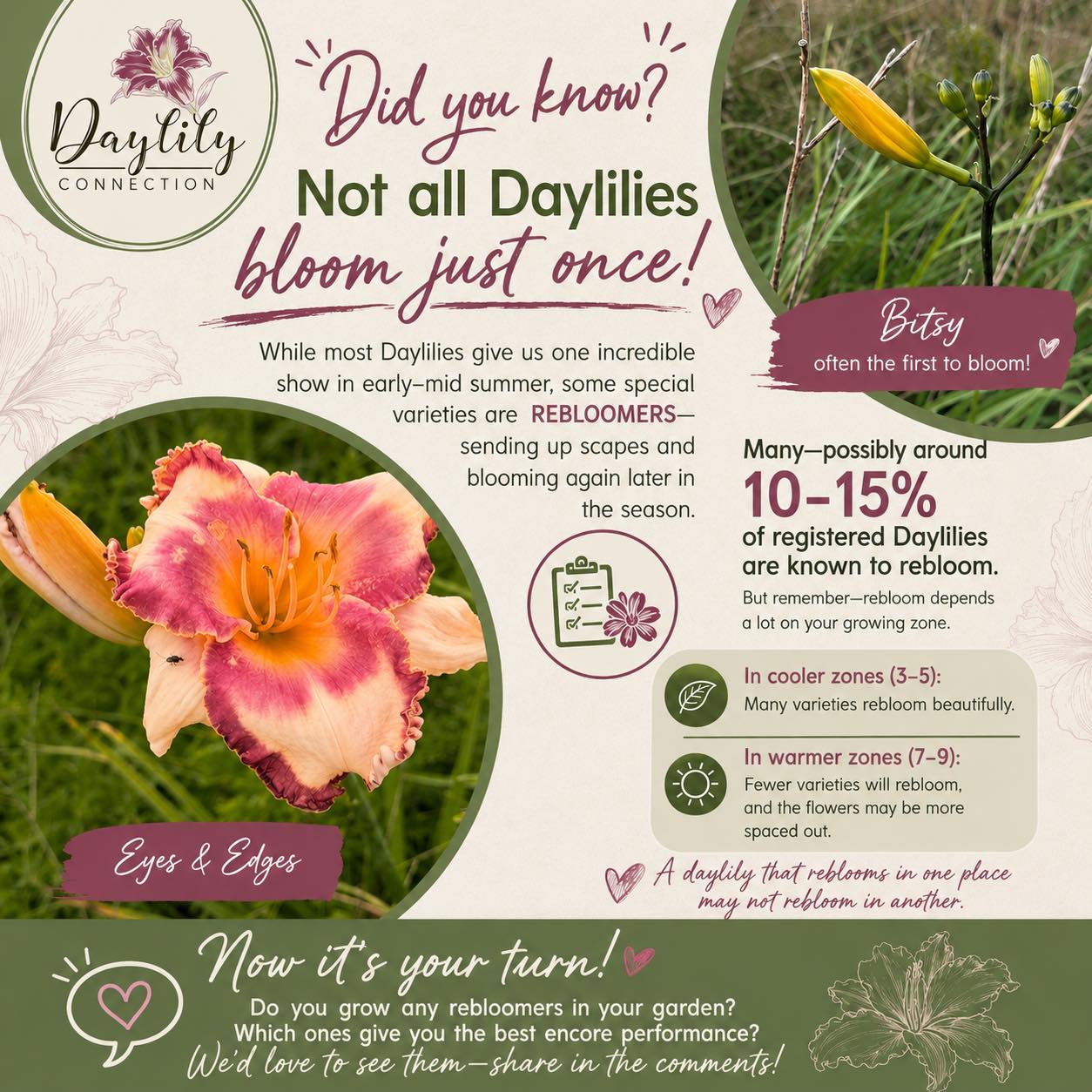 It’s pretty cool seeing some rebloomers going into September.
Before we took over the farm, I didn’t pay close enough attention,but we have a considerable amount of rebloomers on the farm.
I’ll be highlighting those but a couple are shown in the image.
Little powerhouse plants!
#daylilyconnectionday #daylilyconnection2025 #daylily #daylilylove #daylilylife #daylilyseason #daylilygarden #daylilyflower #daylilyoftheday #rushcountyindiana #rushcounty #indianadaylilyirissociety #indianadaylily #rushvilleindiana