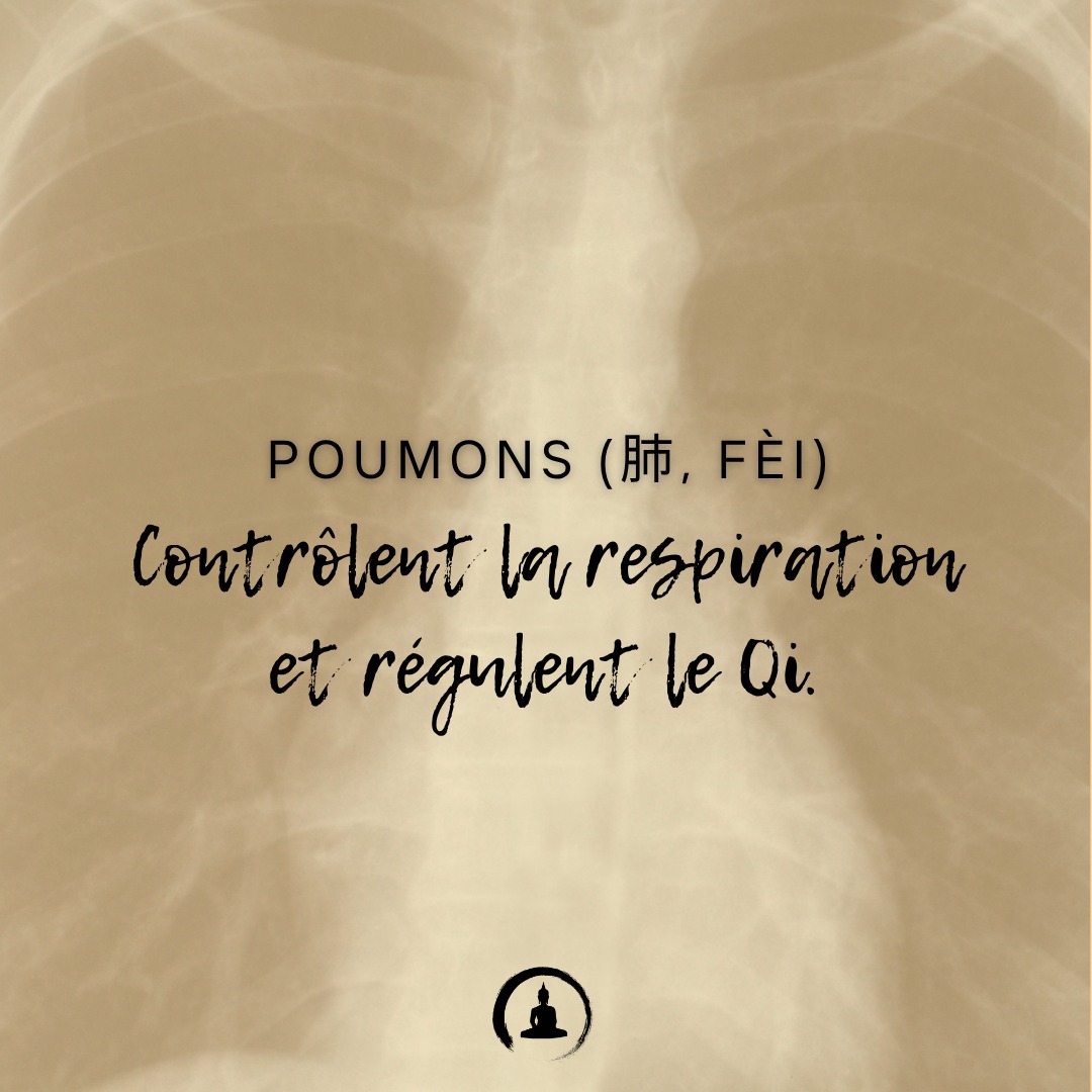 Poumons (肺, Fèi) : Contrôlent la respiration et régulent le Qi.
#YangSheng #MedecineChinoise #BienÊtre #MédecineTraditionnelle #QiGong #SantéNaturelle #PhilosophieChinoise #Longévité #MindBodyBalance