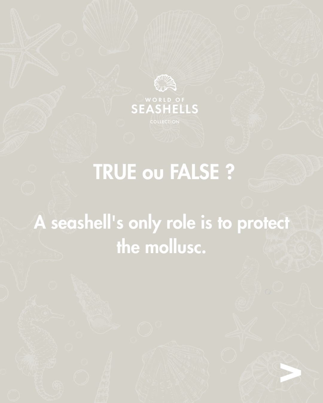 Did you get the right answer? 👀
Beyond their beauty, seashells play an essential role in the survival of molluscs. They protect them from predators, waves, strong currents and even the sun's rays.
Discover more at World of Seashells. 🐚
#WorldOfSeashells #OceanStories #SeashellSecrets #Discovery #MarineEducation #BelOmbre #Mauritius