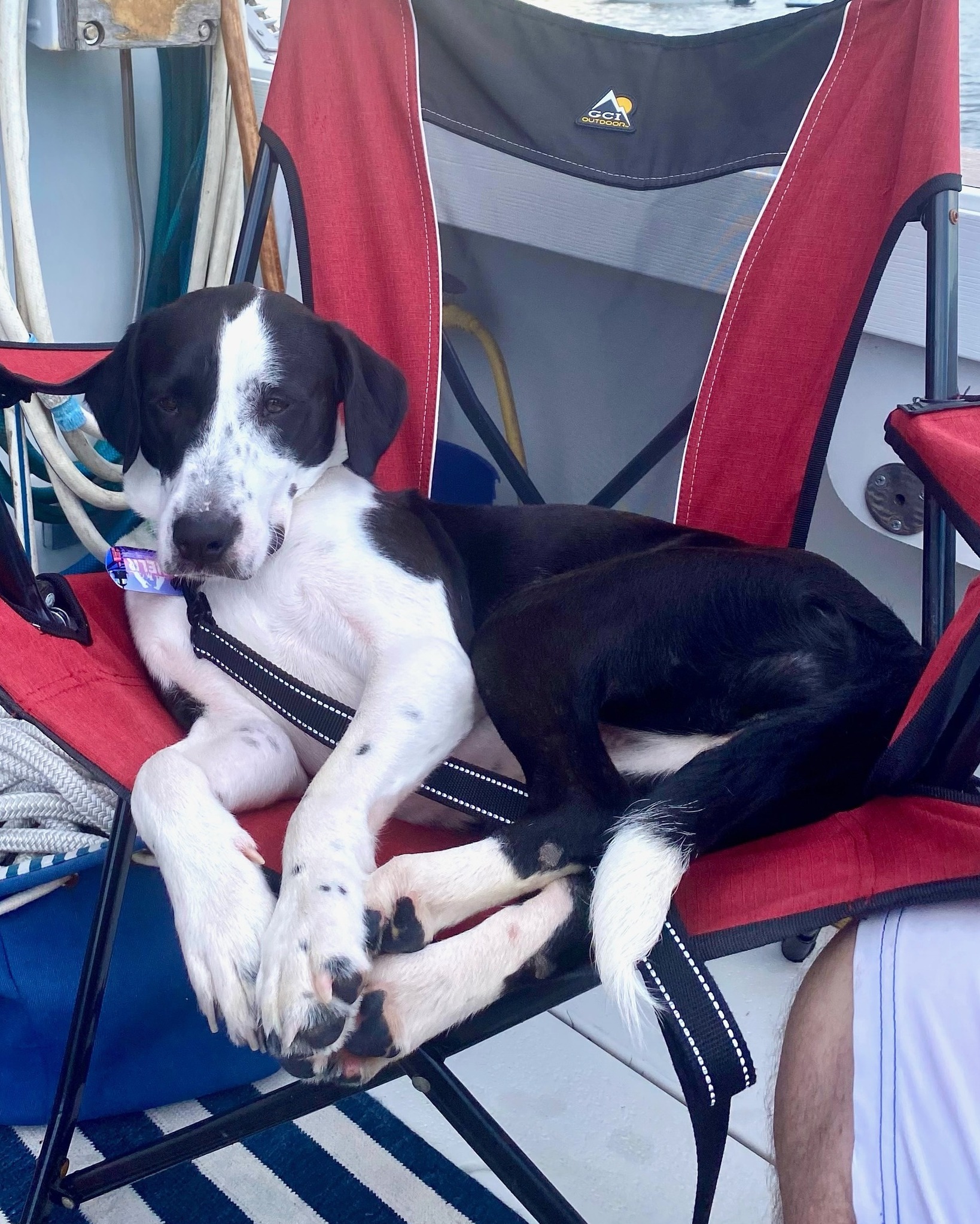 Adoptable Paige says, "All paws on deck!" 🐾⚓
Known by her foster as "the sweetest and most cuddly pup," this beautiful one year-old is a real gem. Paige loves all toys and has been well-behaved in her foster home. She's also been having a great time out on her foster's boat and settles right in! She's going to make such a fun, loving addition to some lucky family.
Learn more about her and apply through the link in our bio...
.
#adoptabledog #rescuedog #rescuedismyfavoritebreed