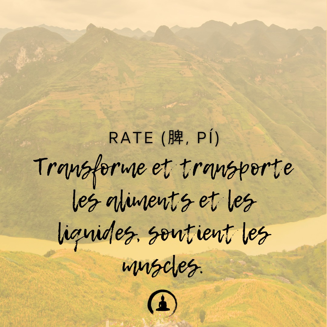 Rate (脾, Pí) : Transforme et transporte les aliments et les liquides, soutient les muscles.
#YangSheng #MedecineChinoise #BienÊtre #MédecineTraditionnelle #QiGong #SantéNaturelle #PhilosophieChinoise #Longévité #MindBodyBalance