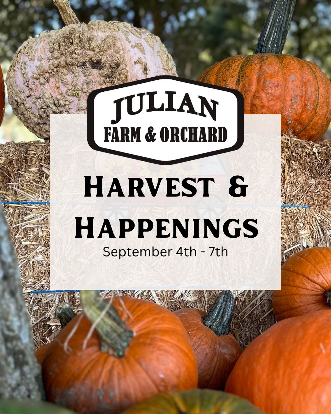 Harvest & Happening Report: September 4th - 7th
This weekend, we're kicking off our fall season with a soft opening, and we're so excited to welcome you back.
- - - -
Hours:
Friday, Saturday, Sunday, and MONDAY
10am to 4pm
- - - -
🍓U-Pick 💐:
- - - -
U-pick is only sold on-site and is subject to daily availability.
💐 Bunching Flowers 💐 🟢 Bountiful Crop (Fields are bursting at the seams!)
🌻 Sunflowers 🌻 🟢 Bountiful Crop (The 2026 crop of sunflowers will only be here for a few weeks)
🍓Berries 🍓
🍓Strawberries: 🔴 Light Crop (Supply is limited this week—get here early!)
Raspberries: 🔴 Light Crop (Supply is limited this week—get here early!)
Heads up: some of our raspberry plants have little thorns.
🎃 U-Cut Pumpkins: 🟡 Solid Crop (Good availability across the patch/fields.)
🎃 Pre-Cut Pumpkins: 🔴 Light Avaiblity
- - - -
🚜 Farm Activities
- - - -
Petting zoo, hayride, axe throwing, rock climbing, bell ringer, and apple cannon are available!
- - -
Good to Know Info:
‼️All children under 16 must be accompanied by a paid adult.
‼️Rock Climbing, Axe Throwing, and the Bell Ringer participants must have closed-toed shoes and pants or long shorts.
‼️Rock climbers must be 42'' tall and weigh 45-200 pounds. The harness must properly fit participants to climb the wall.
‼️We use professional throwing axes. Axes weigh about 3 pounds each.
‼️The hammer for the bell ringer is heavy (approximately 10 pounds).
🦮 Well-behaved leased dogs are allowed on asphalted roads. They are not permitted in agricultural areas or the petting zoo.
- - - -
To learn all about Harvest Fest 2026 at Julian Farm and Orchard, visit www.JulianFarmAndOrchard.com/fall-season