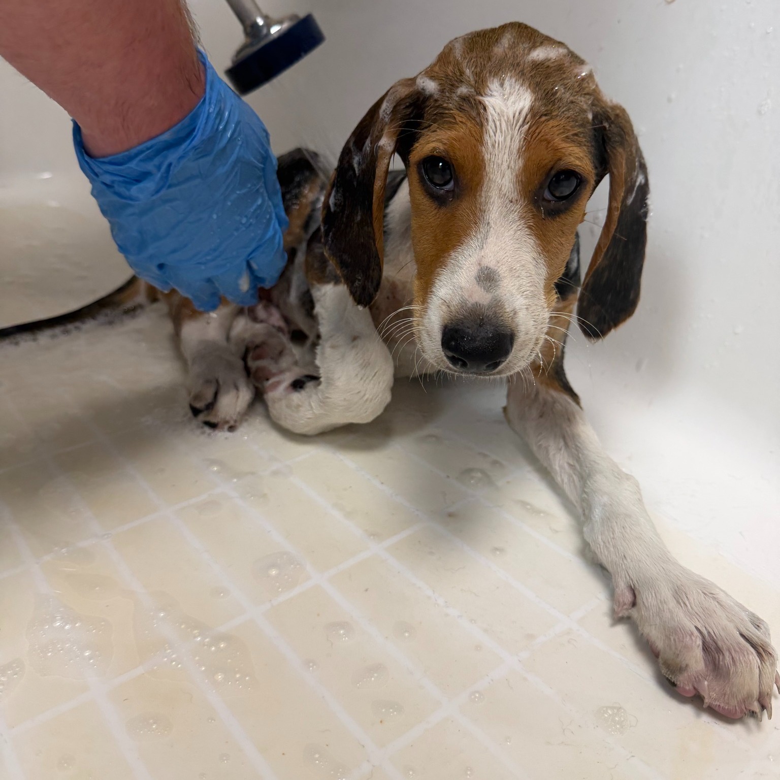 Gather round for the tail of Watson, the sweetest baby beagle.
His journey with us began when a Fluvanna County Animal Control Officer responded to a call about an abandoned puppy. Watson was retrieved and brought to Fluvanna SPCA where he could barely stand due to an, at the time, undetermined injury.
Watson was brought to Virginia Veterinary Specialty & Emergency for an overnight stay to be evaluated and to investigate the cause of his lameness. Watson had two healing broken legs at only a few months old—we don’t know how he got injured, but we were ready to support his recovery thanks to our network of partners and resources.
Luckily for Watson, there is something called the Tommie Fund that covers the care of animals like him. They covered the full cost of his time at the emergency vet.
Our foster community was essential to Watson’s recuperation—they provided him with love, space, and the quiet he needed to gain strength and confidence.
FSPCA’s community has come together to get Watson ready for this next step—adoption. Watson is available for Foster-to-Adopt while he awaits his neuter appointment. Due to his leg injuries, Watson will likely require ongoing care. If you are interested in a sweet, silly, loving little gentleman joining your family, please fill out the Adoption Questionnaire at FSPCA.org/adopt and mention him by name or stop by the shelter to meet him!
#adoptdontshop #fluvannaspca #houndpuppy #CommunityStrong #availableforadoption