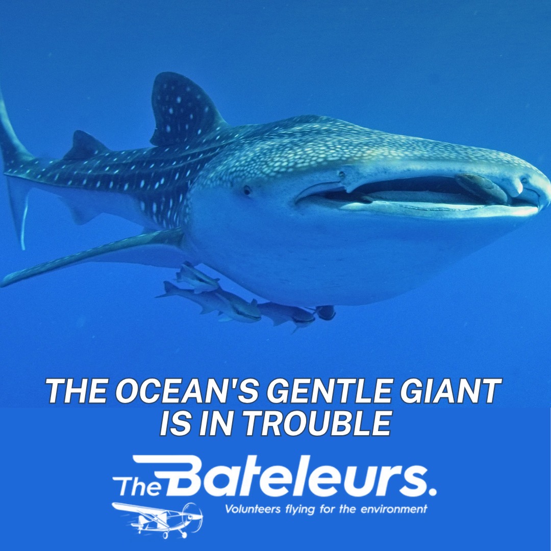 The whale shark is the world's largest fish, gentle, filter-feeding, and increasingly rare.
Whale shark populations have declined by over 50% in the last 75 years. Boat strikes, fishing nets, and ocean degradation are taking their toll.
Along South Africa's eastern coast, whale sharks appear seasonally, and The Bateleurs have supported aerial surveys that help track and protect these magnificent animals.
From the air, spotting a whale shark is a moment you never forget. We fly to make sure there are still whale sharks to spot.
🔗 bateleurs.org | 30 Aug: International Whale Shark Day
#WhaleShark #InternationalWhaleSharkDay #MarineConservation #TheBateleurs #TwoOceansAquarium #OceanHealth #SouthAfrica #AerialSurvey