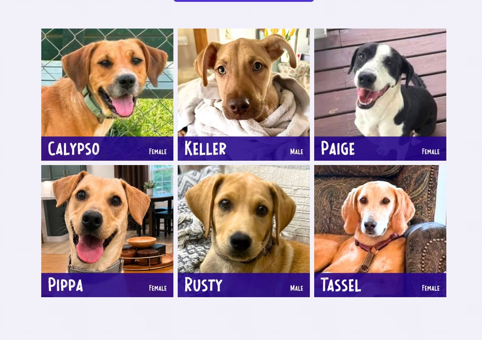 You can find our lovable and deserving Adoptables that are available through the link in our bio...
.
#adoptabledog #rescuedog #rescuedismyfavoritebreed
