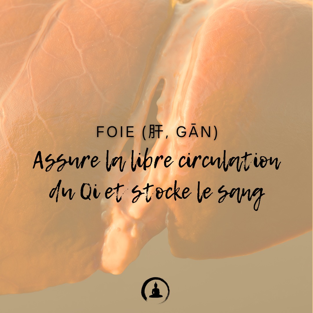 Foie (肝, Gān) : Assure la libre circulation du Qi et stocke le sang.
#YangSheng #MedecineChinoise #BienÊtre #MédecineTraditionnelle #QiGong #SantéNaturelle #PhilosophieChinoise #Longévité #MindBodyBalance