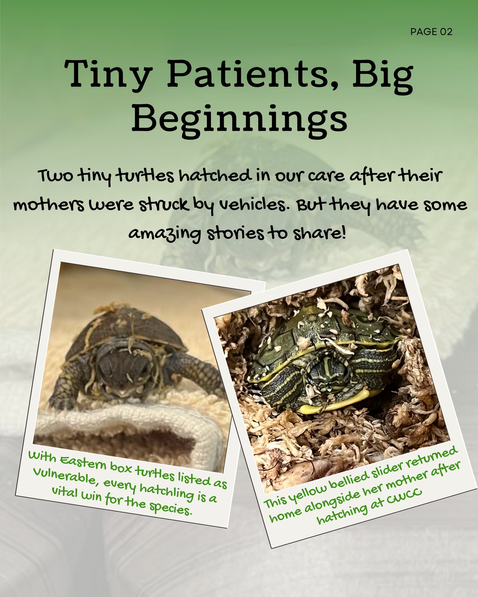 🐢 Two tiny turtles. Two incredibly hopeful beginnings.
A yellow-bellied slider hatched from eggs recovered after her mother was struck by a vehicle. After hatching in our care, the tiny turtle was returned alongside its mother to their original pond.
We also welcomed an Eastern Box Turtle hatchling after its mother was hit by a car. Because Eastern Box Turtles are listed as Vulnerable on the IUCN Red List, every successful hatchling is especially meaningful.
Both stories began with injured mothers, but continued with two tiny new lives. They are a beautiful reminder that wildlife rehabilitation can make an impact far beyond a single patient.
Sometimes conservation begins with something very, very small.
Read more in The Wild Word on our website—or sign up for our emails so you never miss a story!
Newsletter link in our bio!