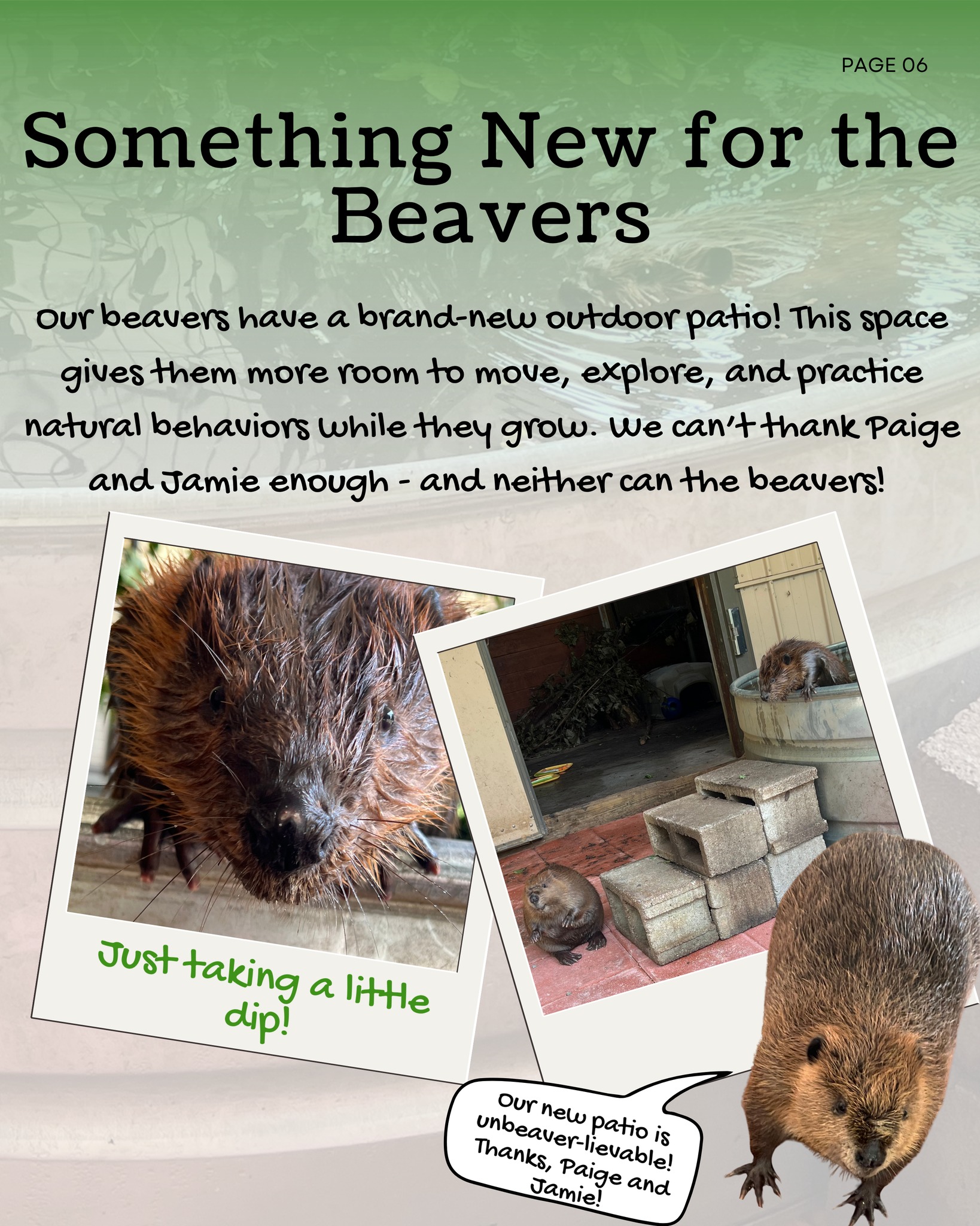 Our beavers have a brandnew outdoor patio!
This new space gives them more opportunities to move, explore, enjoy enrichment, and practice the natural behaviors they’ll need in the wild.
A very special thank you goes to Jamie and Paige, who stepped up to make sure the project was completed. Paige even came in multiple times on her days off to help give the beavers the space they needed. These behind the scenes acts of dedication make an enormous difference, and we are incredibly grateful.
Our beavers will have plenty of time to enjoy their new patio. Because they cannot be released until they are at least one year old, they require months of specialized food, housing, enrichment, veterinary support, and daily care.
They may be expensive houseguests, but they’re worth every penny...and perhaps even every stick in the river!
Read more in The Wild Word on our website—or sign up for our emails so you never miss a story!
Link for newsletter in our bio!