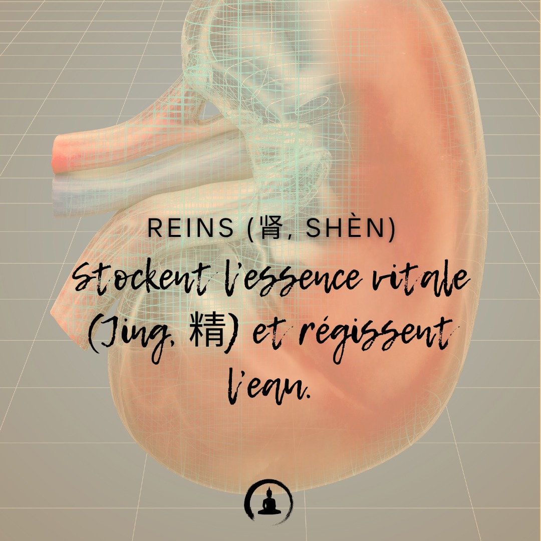 Reins (肾, Shèn) : Stockent l’essence vitale (Jing, 精) et régissent l’eau.
#YangSheng #MedecineChinoise #BienÊtre #MédecineTraditionnelle #QiGong #SantéNaturelle #PhilosophieChinoise #Longévité #MindBodyBalance