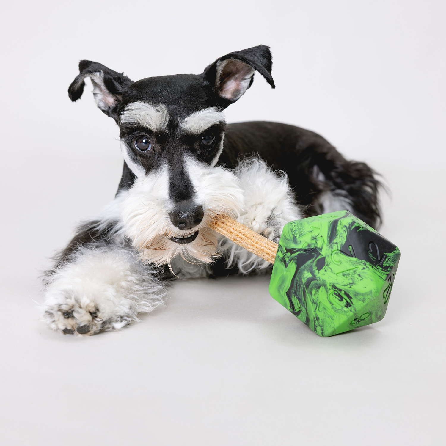 Our treat dispensing D20 can do more than roll for initiative, it can hold any kind of treat! However your dog snacks, treat sticks or chewy bits, peanut butter or whatever their flavor, you can put it the D20. You're rolling with advantage because this toy is dishwasher safe too!
What are you putting in it for your pup?
#pawlymorph #dnd #d20 #dogtoys #treattoys
