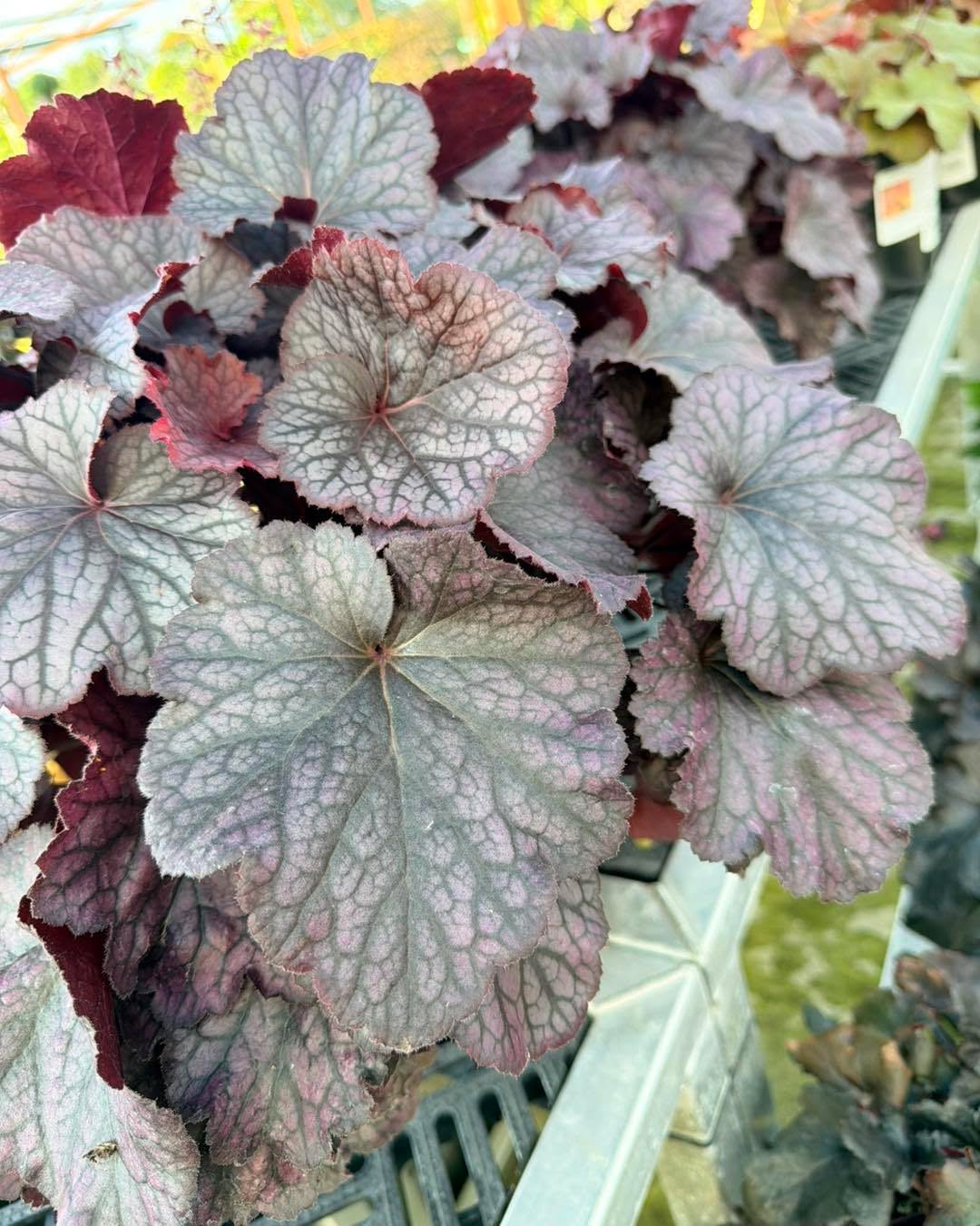 Summer Sendoff Sale!
50% off all perennials through Sunday, August 30!
It may be the end of August but that doesn’t mean the season is over! Come grab some color and brighten up your garden!!