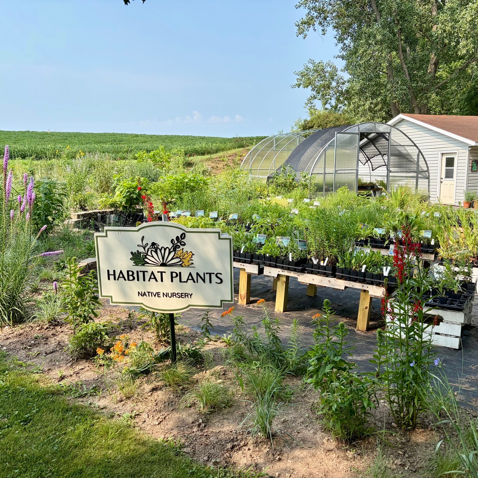 Here’s a little gardening secret… 🤫🌱
Fall isn’t just for pumpkin spice 🎃 and cozy sweaters 🧣 (though we’re definitely excited about those too!). It’s also for planting! 🌱🍂
Fall is one of the BEST times to plant native plants in Wisconsin and Minnesota 🍂
Spring gets all the attention, but fall has some serious advantages:
🌱 Cooler temps = less stress
Your new plants aren’t battling summer heat, and you won’t be watering quite as often.
🌱 Roots before shoots
While the tops of plants are slowing down, their roots are still getting established. Plant now, and they’ll have a head start when spring arrives.
🌱 Fewer weeds
Weeds are slowing down too, which means less competition for your new natives.
🌱 Work with nature
Native plants are naturally adapted to the seasonal cycle. Fall is when many plants are dropping seeds and preparing for winter...so planting now is right on schedule 🍂
And the best part? You don’t have to wait until spring to start your garden.
If you’ve been thinking about adding a few more natives, this is your sign 🌿🦋
Come get them while the planting weather is perfect!