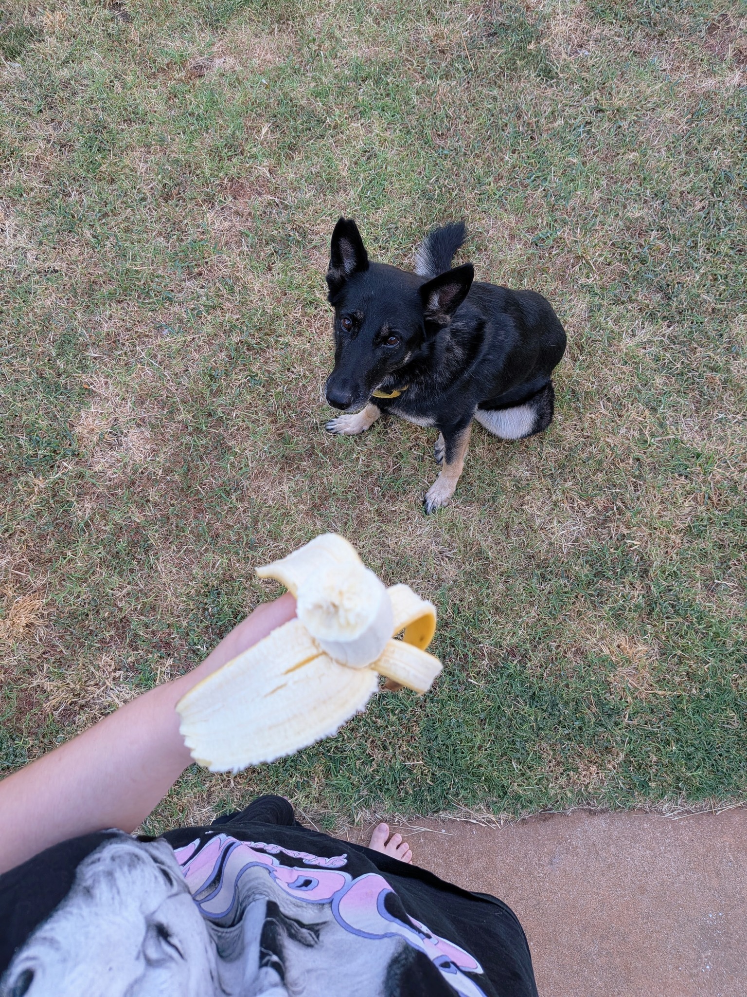 Charlie doesnt even really like banana, she just really likes the idea of snacks #furbaby