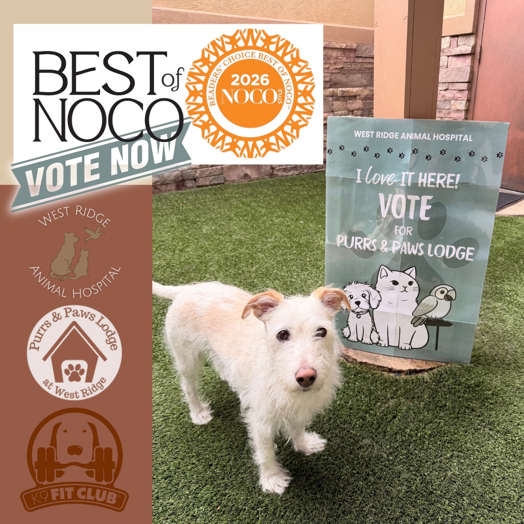 Today's the day! Voting for Best of NoCo 2026 closes TONIGHT, and we'd be so grateful for your support. ๐พ
If West Ridge has been part of your pet's care team this year, we'd love your vote (and if you know someone who feels the same, send them this way too!):
๐ฅ West Ridge Animal Hospital โ Animal Hospital
๐ Purrs & Paws Lodge โ Boarding
๐ K9 Fit Club โ Dog Training
๐ Vote here: https://vote.nocostyle.com/pet
Thank you for being part of the West Ridge family โ this one's for you! ๐
#BestOfNoCo2026 #VoteNow #WestRidgeAnimalHospital #PurrsAndPawsLodge #K9FitClub #GreeleyCO #LastChance