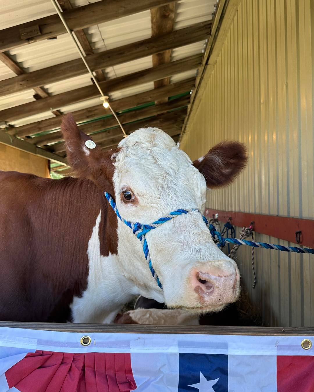 Come visit our four-legged friends!!
Be sure to stop by at our animal barns!
#terryville #fair #terryvillefair #terryvillect #family #fun #familyfun #america250 #terryvilletradition #terryvilletradition