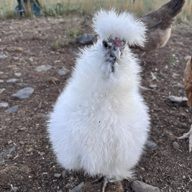 Loofah never misses her chance to have a little photoshoot and soak up the attention. Loofah is a silky chicken who are known for their silky feathers and calm temperament. Did you know that silkies have 5 toes? The normal chicken has only 4.
Need some help exercising your dog🐶, or do you have a pet that needs to be checked in on, let outside, or fed? Give us a call, email or message to schedule a meet and greet today!🐠🐰🐱
.
.
. #canine #missoula #dogsofinstaworld #dogsofmissoula #montana #dogwalker #allaroundadventures #PetSitting #PetCare #AllAroundAdventures #optoutside #newadventure #petsitting #HappyPets #chickens