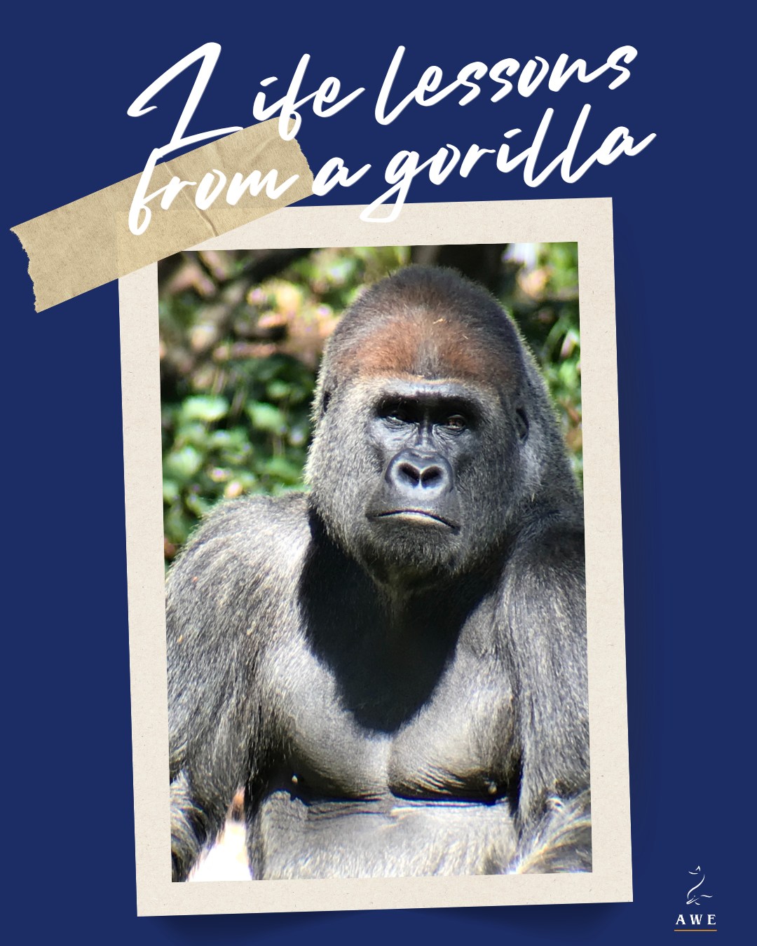 Happy World Gorilla Day!🦍