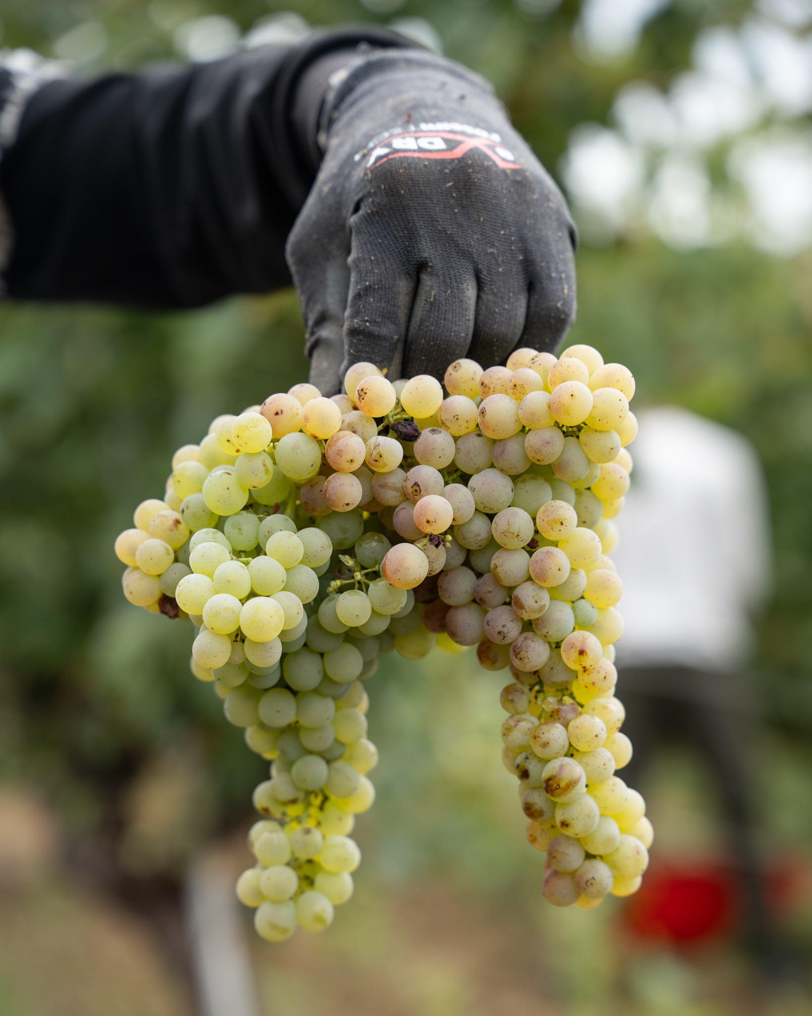 Il nostro oro verde è finalmente tra le nostre mani! 💚🍇
Una squadra, tante generazioni, tanti sorrisi. C’è chi raccoglie, chi porta, chi controlla… e chi non perde l’occasione per scherzare. 😄
La fatica si fa sentire, ma sapere che da qui nascerà il vino della prossima annata rende tutto ancora più speciale. ✨
E dopo una giornata così, ci vuole proprio un brindisi. 🍷
Alla vendemmia, al lavoro fatto insieme e al vino che verrà! 💚
__________
Our green gold is finally in our hands! 💚🍇
A team, so many generations, so many smiles. Some pick, some carry, some check… and some never miss a chance to have a little fun. 😄
It’s hard work, but knowing that this is where next year’s wine begins makes it all worth it. ✨
And after a day like this, there’s only one thing left to do: raise a glass. 🍷
Cheers to the harvest, to working together, and to the wine to come! 💚
#vinoitaliano #organic #madeinitaly #matelica #siamofivi #borgopaglianetto #winelovers #verdicchiodimatelica