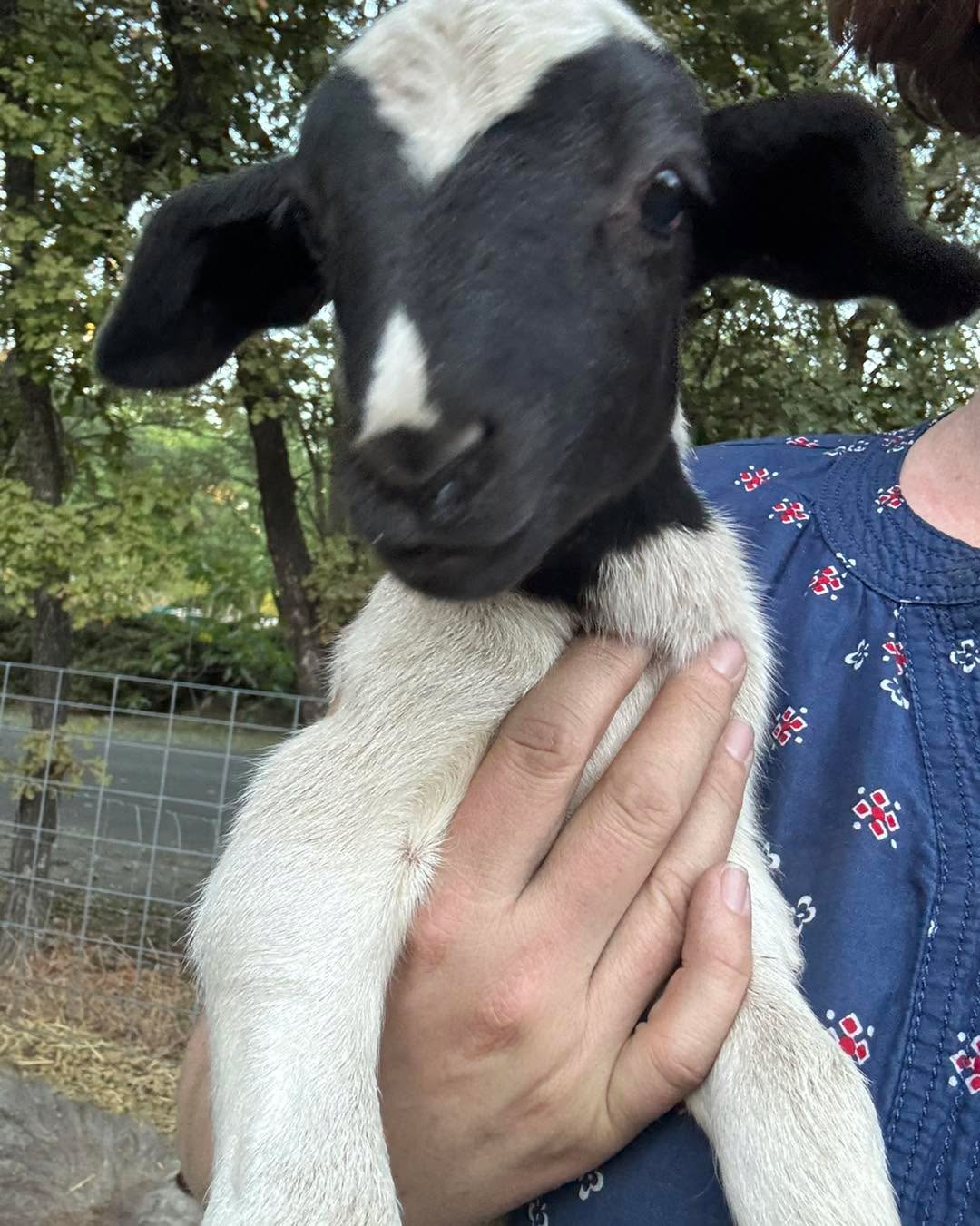 Because I wasn’t busy enough… meet Freddie…. He’s 3 days old…. He will be a fun addition to farm class this semester. :)