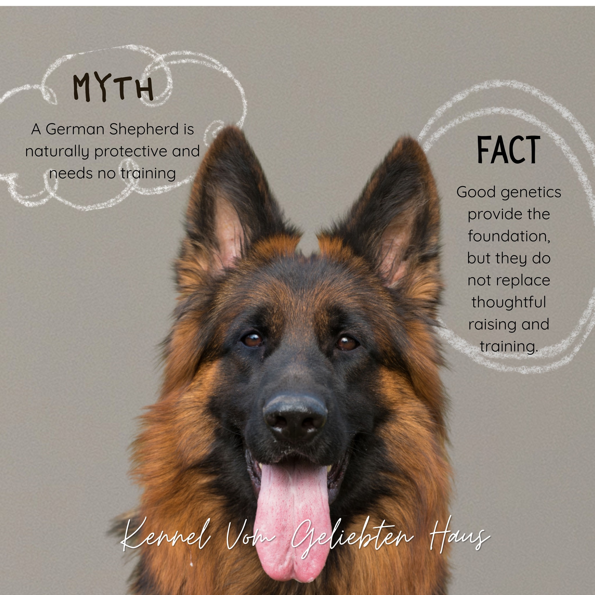 MONDAY MYTH: German Shepherds are naturally protective, so they do not need much training or socialization.
Good genetics provide the foundation, but they do not replace thoughtful raising and training.
A stable German Shepherd should be confident, observant, and able to distinguish between an ordinary situation and a genuine threat. Fearfulness, uncontrolled barking, lunging, and reactivity are not signs of good protection.
Early socialization, clear boundaries, consistent training, and a strong relationship with the owner help natural instinct develop into reliable judgment.
A well-bred German Shepherd should not be suspicious of everything. The goal is a dog that can think, remain composed, and respond appropriately.