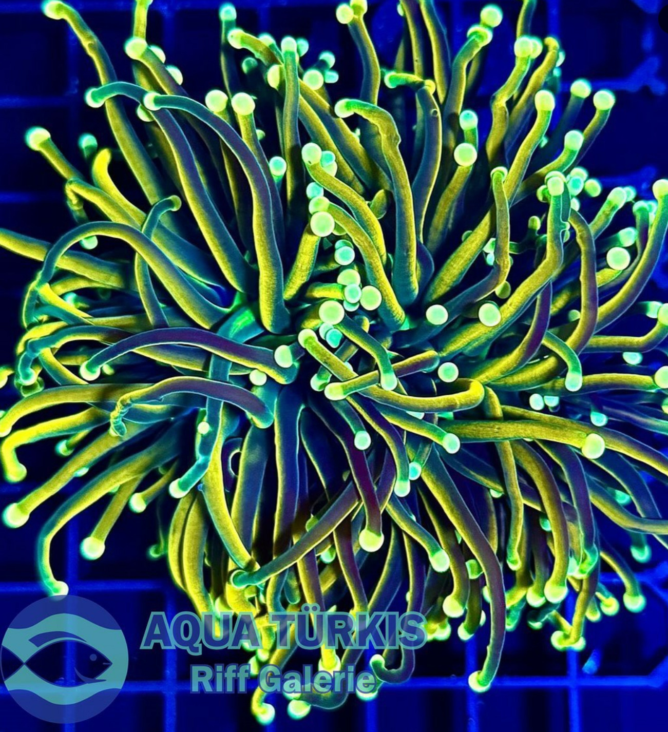 #tropicmarintanks
Beautiful shot from @aquatuerkis 💚
Show us your corals!
#tropicmarintanks #tropicmarin #tropic_marin
#eatsleepreef #allmymoneygoestocoral #reefporn #coralporn #reefaholics #aquarium #saltwateraquarium #nanoreef #reeftanks #euroreefers #reef2reef #reefers4reefers #vitaminsea #seafari
@tropicmarinusa @tropic_marin_br @tropic_marinarg @tropicmarinperu @aquarium_planet_cr @scireef @aqua.united.gmbh