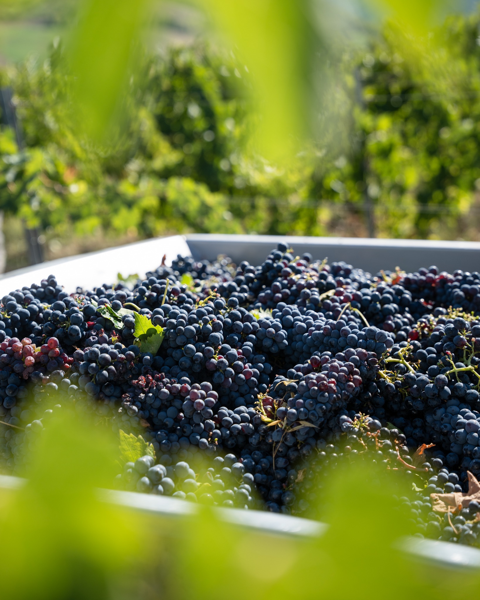 Non solo Verdicchio di Matelica. 🍇❤️
Dalla vigna arrivano anche le uve della nostra versione più giovane, fresca e vivace di rosso.
È iniziata la raccolta per Terravignata Marche Rosso IGT: un vino che racconta la nostra terra con semplicità, energia e carattere.
Il viaggio verso il prossimo calice è appena iniziato. 🍷✨
_________
It’s not only about Verdicchio di Matelica. 🍇❤️
The grapes for our youngest, freshest and most vibrant red have just been harvested.
The harvest for Terravignata Marche Rosso IGT has begun: a wine that expresses our land with simplicity, energy and character.
The journey towards the next glass has just begun. 🍷✨